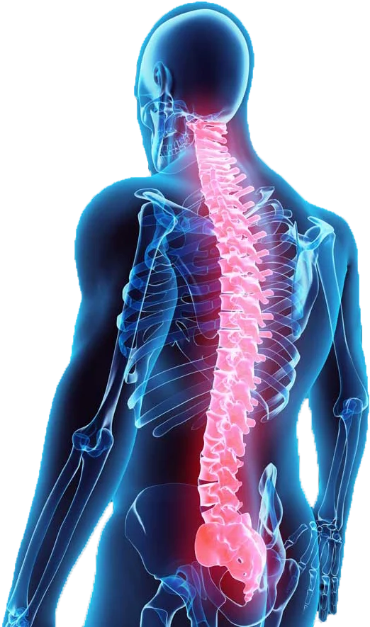 Позвоночник человека